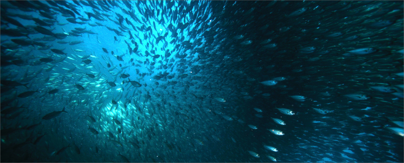 cardumen de peces bajo el mar