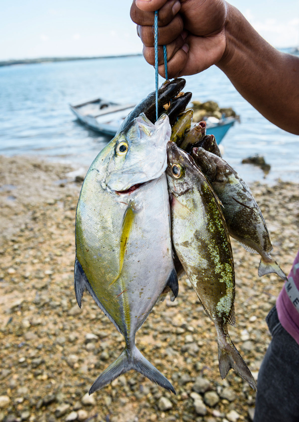 pescados en la playa