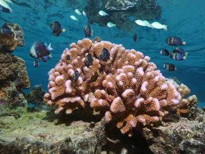 Peces de arrecifes corrales en Samoa Americana