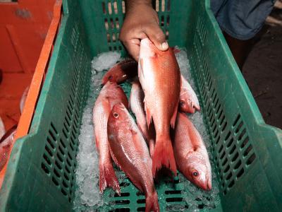 fish in box with ice