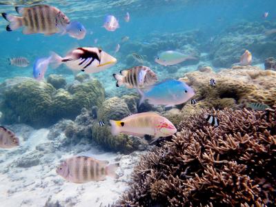 Guam coral reef finfish underwater